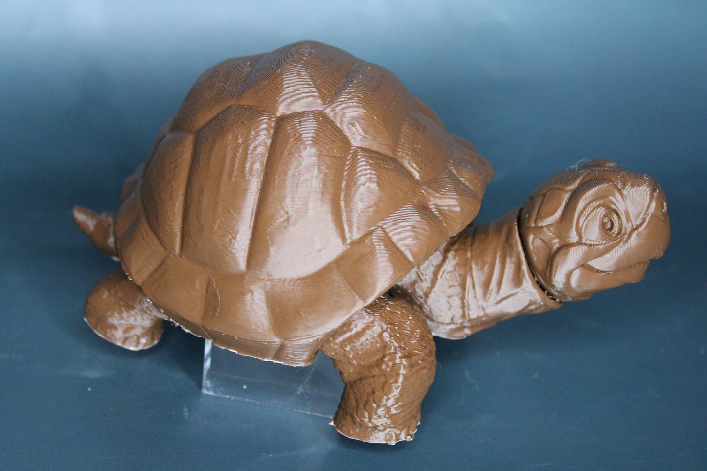 Tortoise Fidget