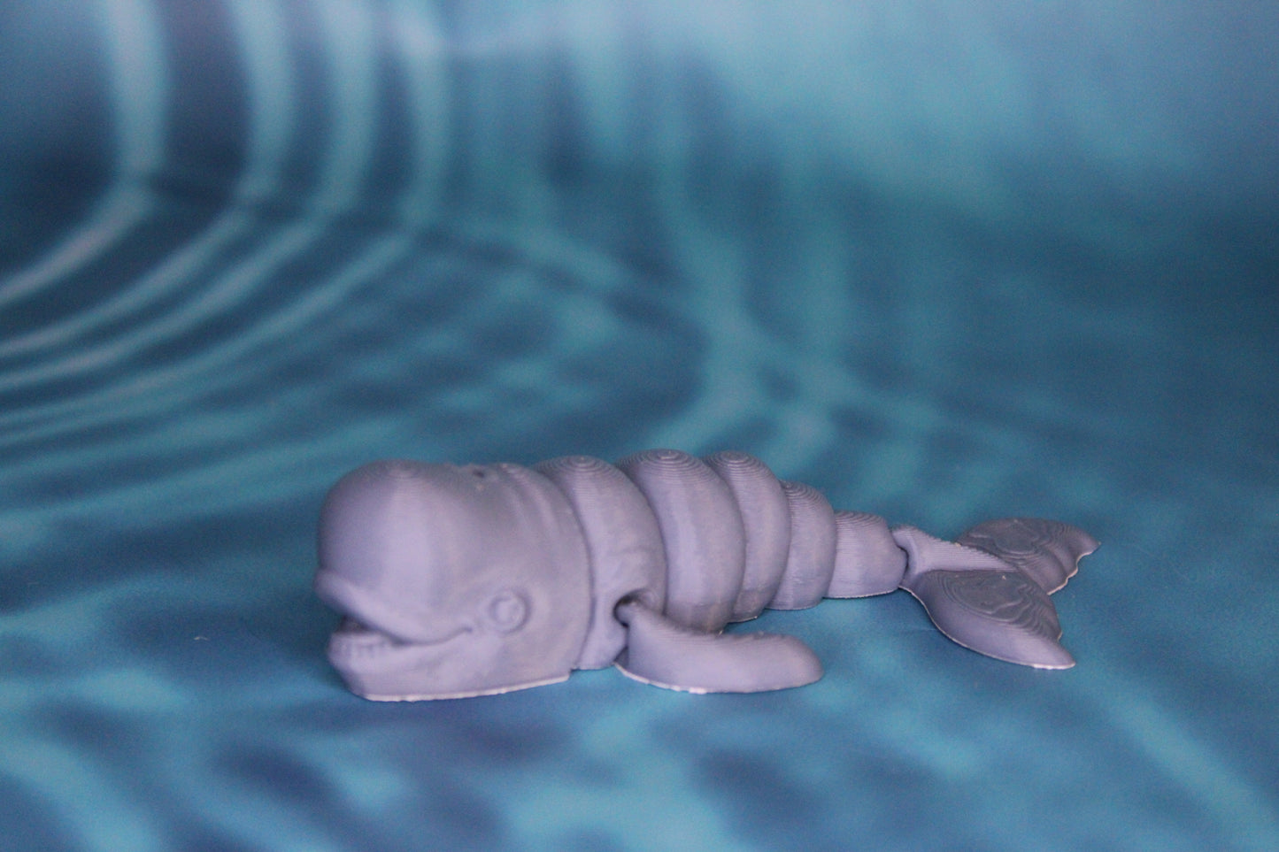 Beluga Whale