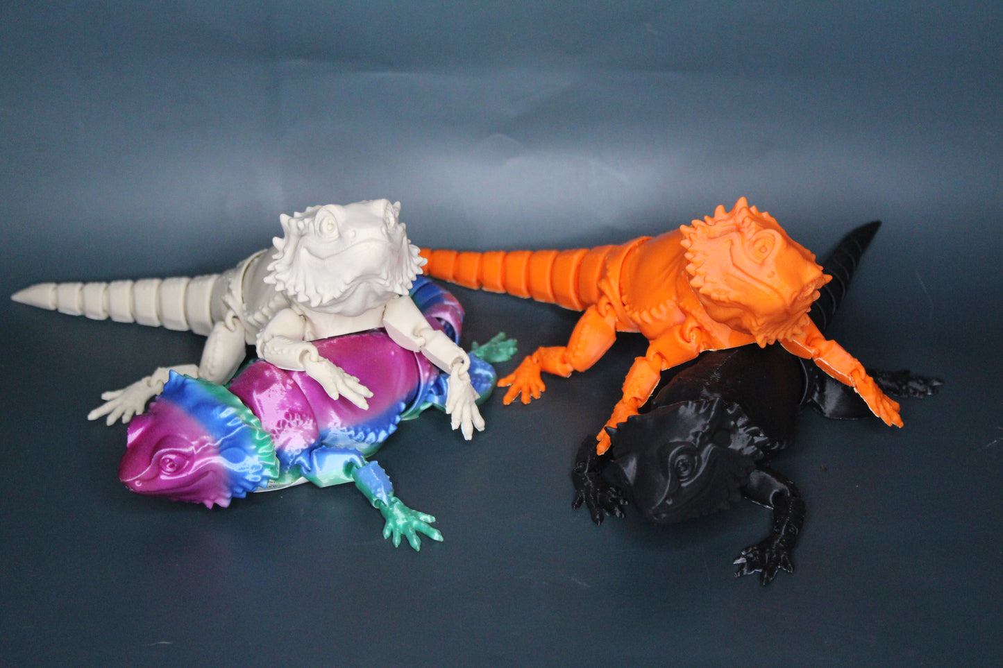 Bearded Dragon Fidget
