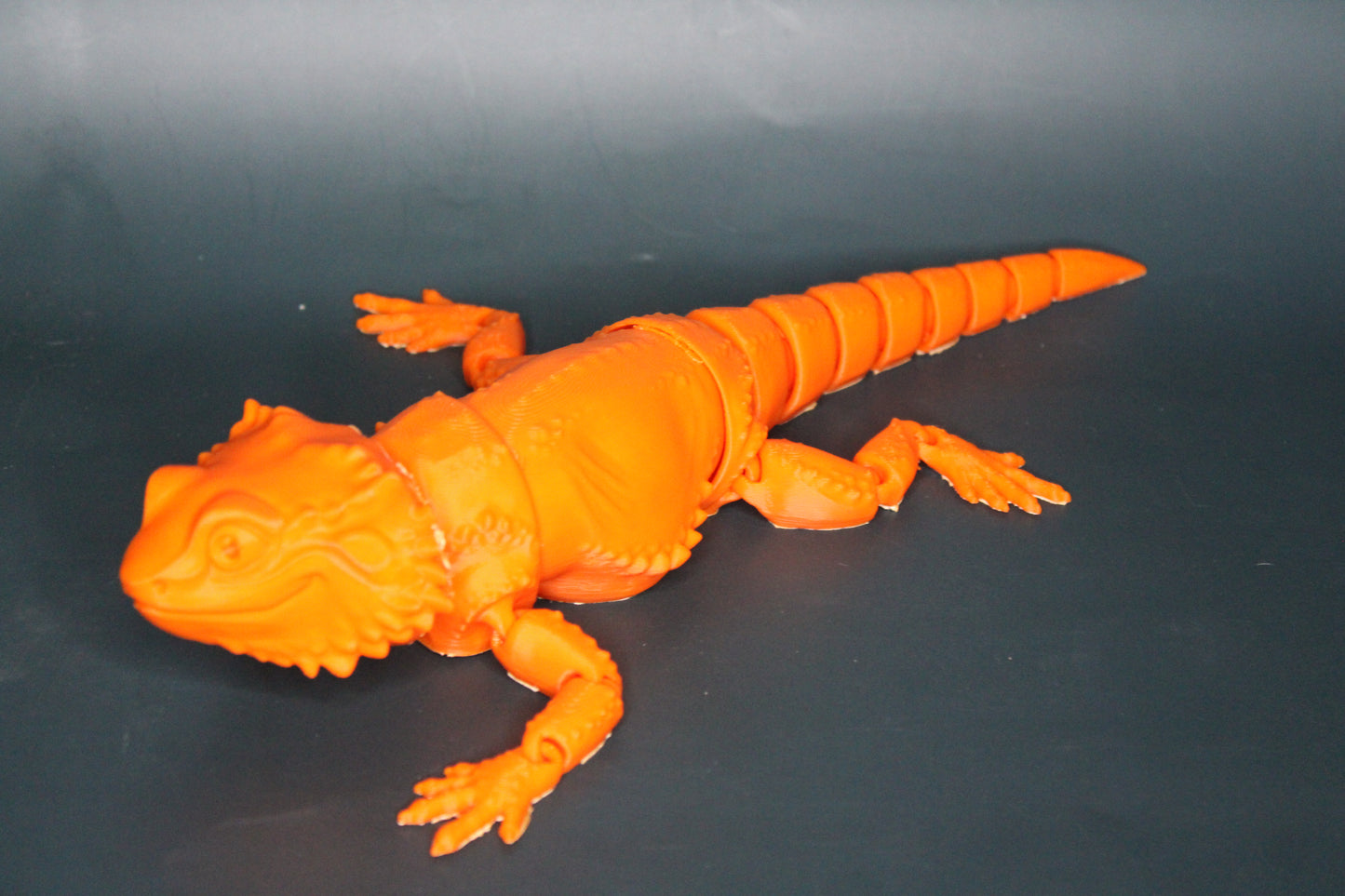 Bearded Dragon Fidget