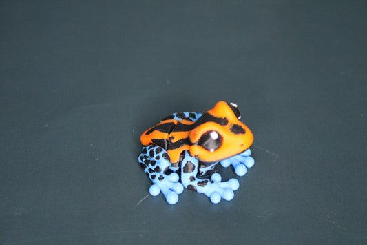 Mini Dart Frogs